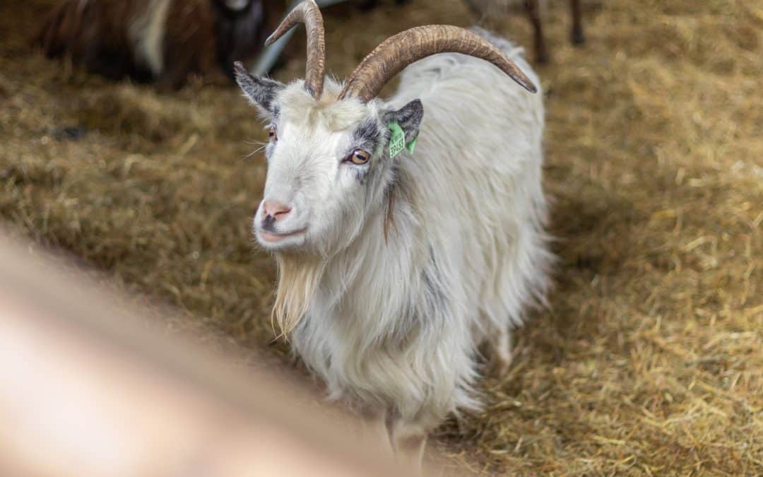 Kennismaking met schaapherder Neils Tiktak